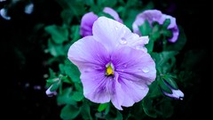 Flowers leaves pink Green roses Garden Downtown new york city