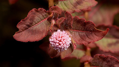 Flowers leaves Plants