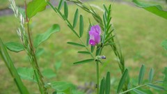 Flowers leaves Plants multicolor