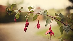 Flowers leaves Plants photo filters fuschia