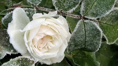 Flowers leaves roses frost white flowers