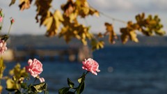 Flowers leaves Sea nature roses pink flowers blurred background 