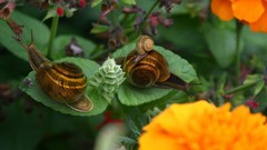 Flowers leaves snails macro