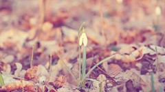 Flowers leaves spring