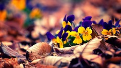 Flowers leaves spring ground pansies