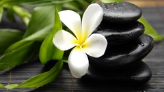 Flowers leaves stones plumeria