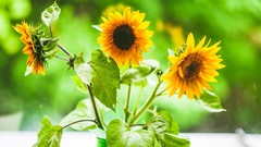 Flowers leaves Sunflowers yellow flowers blurred background
