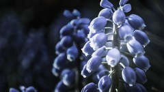 Flowers leaves Trees blue Plants Garden Downtown stem flower 