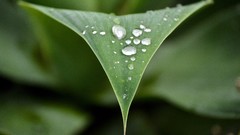 Flowers leaves water