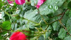 Flowers leaves water drops
