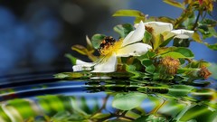 Flowers leaves white flowers reflections