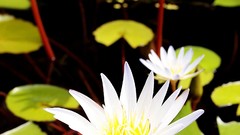 Flowers leaves white lotus ponds