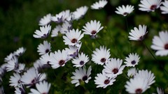 Flowers leaves white purple Green Nikon
