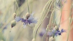 Flowers light Garden