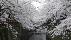 Flowers light rivers cherry blossoms