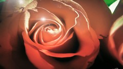 Flowers light sunlight