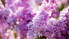 Flowers lilac