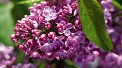 Flowers lilac