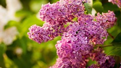 Flowers lilac pink flowers