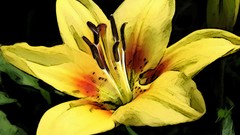 Flowers Lilies abstract close-up green background Photo 