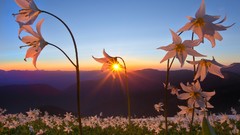 Flowers Lilies avalanche glacier hurricane Washington national 