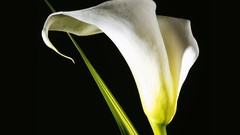 Flowers Lilies black background white flowers