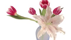 Flowers Lilies bouquet tulips white background
