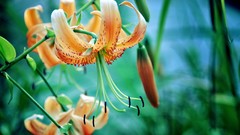 Flowers Lilies depth of field