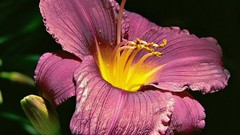 Flowers Lilies Fiesta