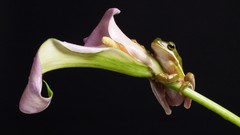Flowers Lilies Frogs wildlife amphibians