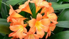 Flowers Lilies orange flowers