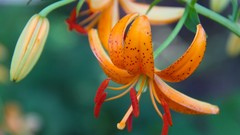 Flowers Lilies orange flowers