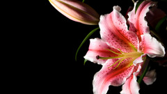 Flowers Lilies pink flowers