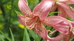 Flowers Lilies pink flowers