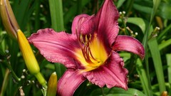 Flowers Lilies pink flowers