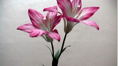 Flowers Lilies pink flowers