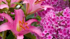Flowers Lilies pink flowers phlox
