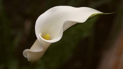 Flowers Lilies Plants