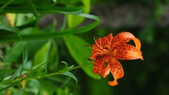 Flowers Lilies Plants Spotted orange flowers Tiger Lillies