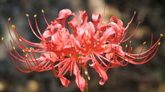 Flowers Lilies spider lilies