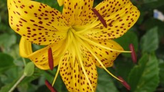 Flowers Lilies Spotted