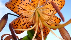 Flowers Lilies Spotted orange flowers Tiger Lillies