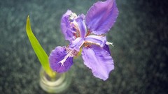 Flowers Lilies vase purple flowers depth of field