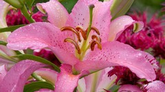 Flowers Lilies Washington