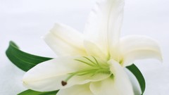 Flowers Lilies white background