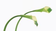 Flowers Lilies white background