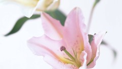 Flowers Lilies white background
