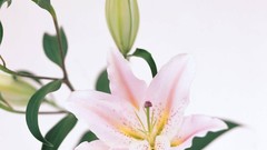 Flowers Lilies white background