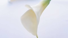 Flowers Lilies white background