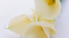 Flowers Lilies white background